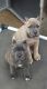 Cane Corso Puppies for sale in Nashville, TN, USA. price: NA