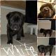 Cane Corso Puppies for sale in South Bend, IN, USA. price: NA