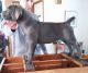 Cane Corso Puppies for sale in Edgartown, MA 02539, USA. price: NA