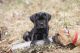 Cane Corso Puppies for sale in Nitro, WV, USA. price: NA