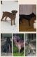Cane Corso Puppies for sale in Lanham, MD 20706, USA. price: NA