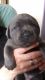 Cane Corso Puppies for sale in South Bloomfield, OH 43103, USA. price: NA