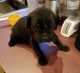Cane Corso Puppies for sale in Lonsdale, MN 55046, USA. price: $1,200