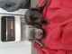Cane Corso Puppies for sale in Blue Island, IL, USA. price: $750