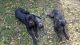 Cane Corso Puppies for sale in Cincinnati, OH, USA. price: $800