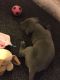 Cane Corso Puppies for sale in St. Louis, MO, USA. price: $720