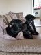Cane Corso Puppies for sale in Edison, NJ, USA. price: NA