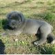 Cane Corso Puppies for sale in Welcome, MD 20693, USA. price: $950