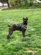 Cane Corso Puppies for sale in Whiteford, MD, USA. price: NA