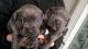 Cane Corso Puppies for sale in Miami, FL, USA. price: NA
