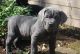 Cane Corso Puppies for sale in New York, NY 10010, USA. price: NA