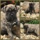 Cane Corso Puppies for sale in Delaware, OH 43015, USA. price: NA