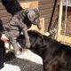 Cane Corso Puppies for sale in Seattle, WA 98106, USA. price: $450