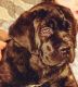 Cane Corso Puppies for sale in Rochester, NY, USA. price: $1,200