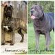 Cane Corso Puppies for sale in Washington Court House, OH 43160, USA. price: NA