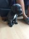Cane Corso Puppies for sale in Michigan Ave, Inkster, MI 48141, USA. price: NA