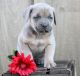 Cane Corso Puppies for sale in FL-436, Casselberry, FL, USA. price: NA