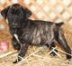 Cane Corso Puppies for sale in Seattle, WA, USA. price: $650