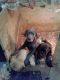 Cane Corso Puppies for sale in Suisun City, CA 94585, USA. price: NA