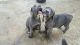 Cane Corso Puppies for sale in Redlands, CA, USA. price: NA