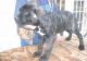 Cane Corso Puppies for sale in Mound, MN 55364, USA. price: $500