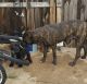 Cane Corso Puppies for sale in Glastonbury, CT, USA. price: NA