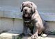 Cane Corso Puppies for sale in Tecate, CA 91987, USA. price: NA