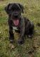 Cane Corso Puppies for sale in Salem, OR, USA. price: NA