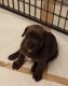 Cane Corso Puppies for sale in Canton, GA, USA. price: NA