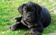 Cane Corso Puppies for sale in Edmond, OK, USA. price: $450