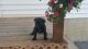 Cane Corso Puppies for sale in New Haven, IN, USA. price: NA