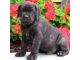 Cane Corso Puppies for sale in Virginia Beach, VA, USA. price: $400
