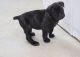 Cane Corso Puppies for sale in Duluth, GA, USA. price: $500