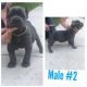 Cane Corso Puppies for sale in Ocala, FL, FL, USA. price: $2,000