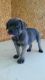 Cane Corso Puppies for sale in Grabill, IN 46741, USA. price: NA