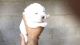 Cane Corso Puppies for sale in Edison, NJ 08837, USA. price: NA