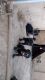 Cane Corso Puppies for sale in Laveen Village, Phoenix, AZ, USA. price: NA