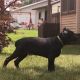 Cane Corso Puppies for sale in Akron, OH 44306, USA. price: NA