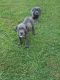 Cane Corso Puppies for sale in 1058 W Club Blvd, Durham, NC 27701, USA. price: NA