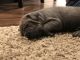 Cane Corso Puppies for sale in Columbia, SC, USA. price: NA