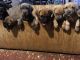 Cane Corso Puppies for sale in Hamilton Township, NJ, USA. price: NA
