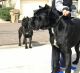Cane Corso Puppies for sale in Goodyear, AZ, USA. price: NA