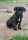 Cane Corso Puppies for sale in Colorado Springs, CO, USA. price: NA