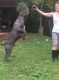 Cane Corso Puppies for sale in Crooksville, OH 43731, USA. price: NA