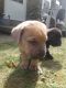 Cane Corso Puppies for sale in New Kensington, PA 15068, USA. price: NA