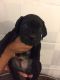 Cane Corso Puppies for sale in San Antonio, TX 78224, USA. price: $500