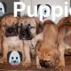 Cane Corso Puppies for sale in Independence, OH, USA. price: NA
