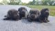 Cane Corso Puppies for sale in St. Louis, MO, USA. price: $1,200