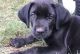 Cane Corso Puppies for sale in Spartanburg, SC, USA. price: $850