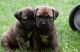 Cane Corso Puppies for sale in Bowman, SC 29018, USA. price: NA